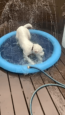 Water Spray Summer Cool Bathtub for Dogs