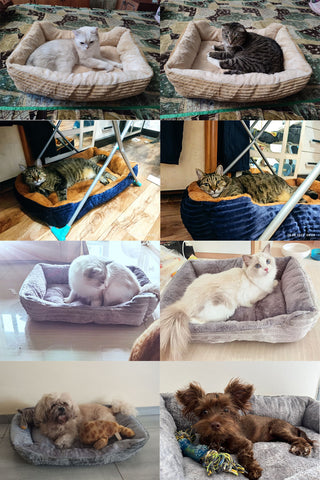 Bed for Dogs