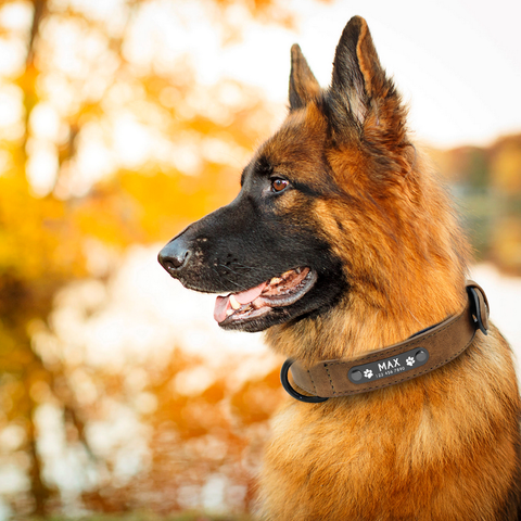 Personalized  Leather Dog Collar