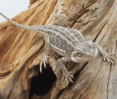 amazing_amazon_bearded_dragon