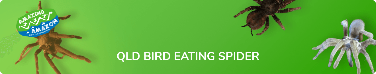 amazing_amazon_QLD_bird_eating_spider_banner