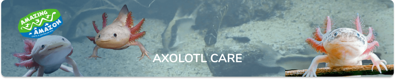 amazing_amazon_axolotl_banner