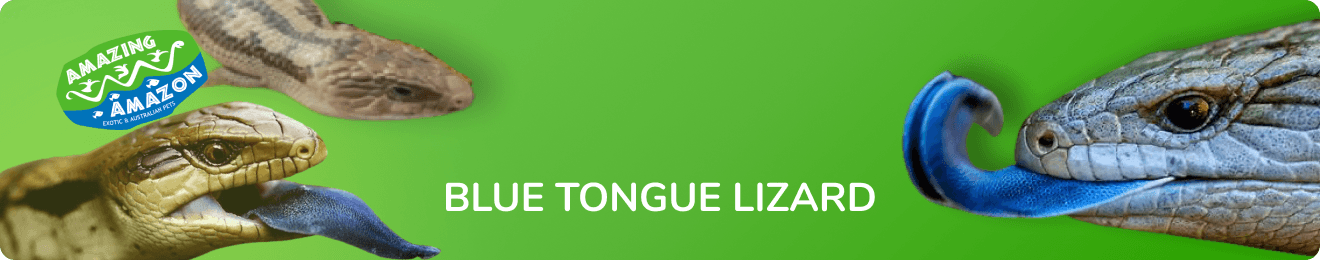 amazing_amazon_blue_tongue_banner