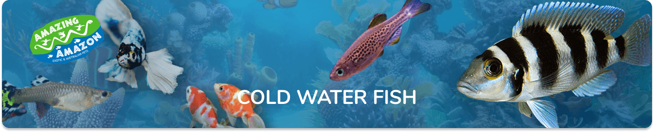 amazing_amazon_cold_water_fish_banner