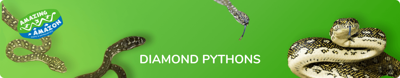 amazing_amazon_diamond_pythons_banner