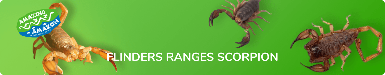 amazing_amazon_flinders_ranges_scorpion_banner