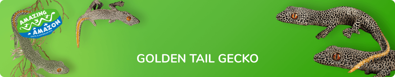 amazing_amazon_golden_tail_gecko_banner