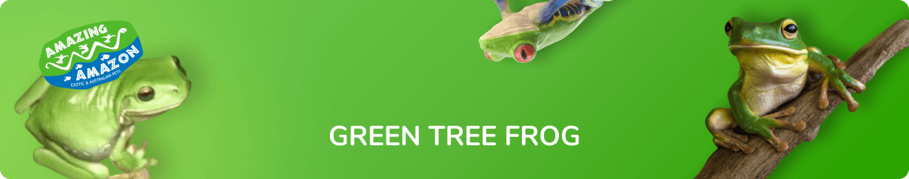 amazing_amazon_green_tree_frog_banner