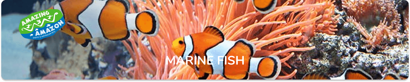 amazing_amazon_marine_fish_banner