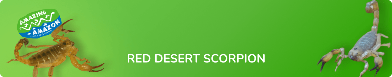 amazing_amazon_red_desert_scorpion_banner