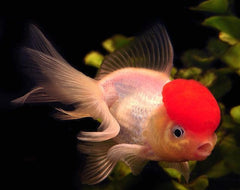 amazing_amazon_redhead_goldfish