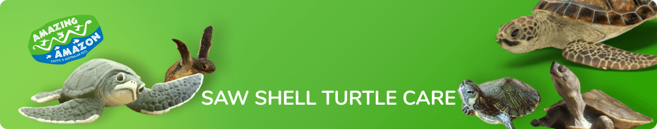 amazing_amazon_saw_shell_turtlecare_banner