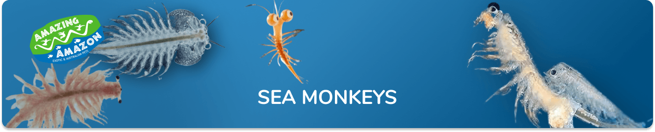 What are Sea-Monkeys?