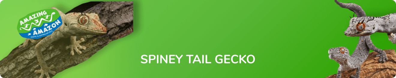 amazing_amazon_spiney_tail_gecko_banner