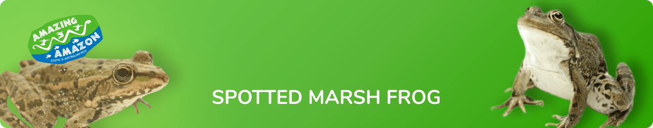 amazing_amazon_spotted_marsh_frog_banner