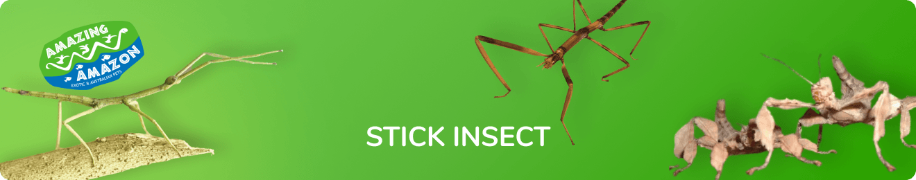 amazing_amazon_stick_insect_banner