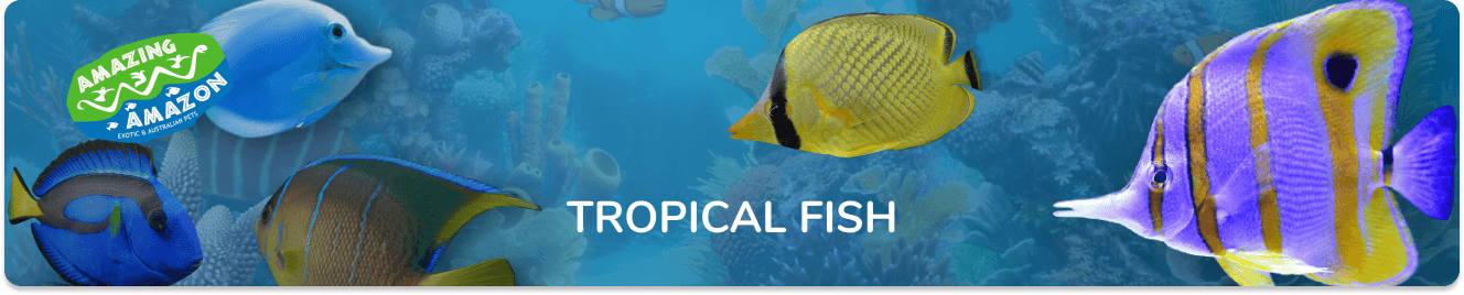 amazing_amazon_tropical_fish_banner