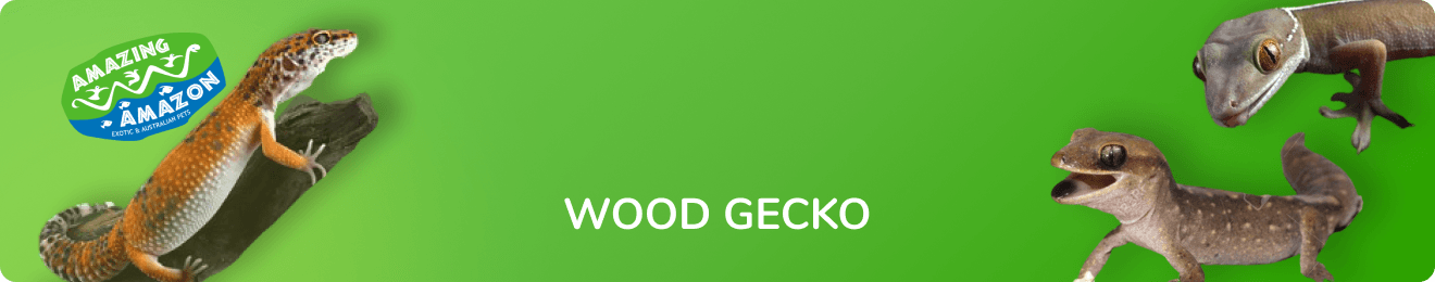 amazing_amazon_wood_gecko_banner
