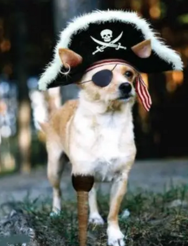 dog pirate costume