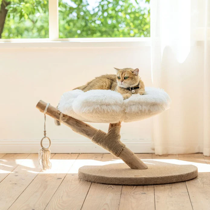 What does kitten purring mean? Cats purring meaning