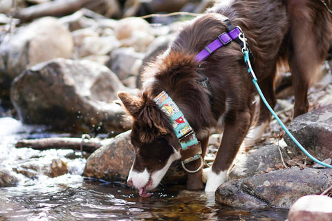 brown dog on a harness lapping at stream water