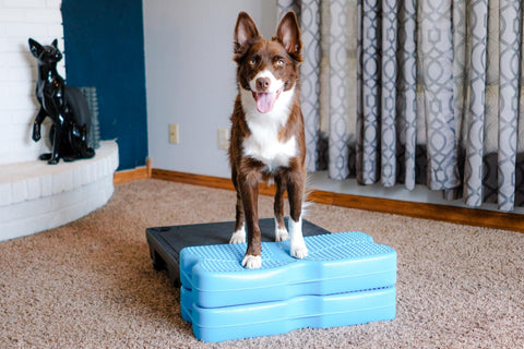 medium brown dog sitting on platform