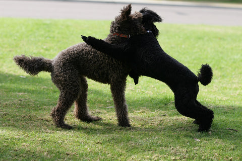 A female standard poodle takes the bait of her big, burly boyfriend Labradoodle and leans into a wrestling match.