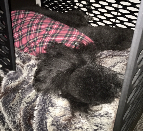 Now the standard poodle is fast asleep in her Ebony credenza on a faux fur blanket that keeps her bed clean.