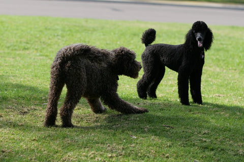 A big, burly male Labradoodle baits a nicely-groomed female standard poodle to play
