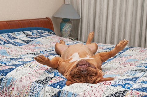 A dog laying exhausted on his back on a quilt