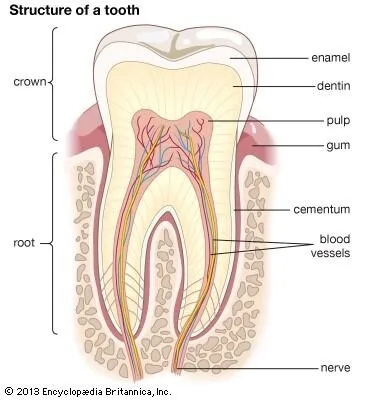 image explaining how tooth sensitivity works with anatomy of the tooth