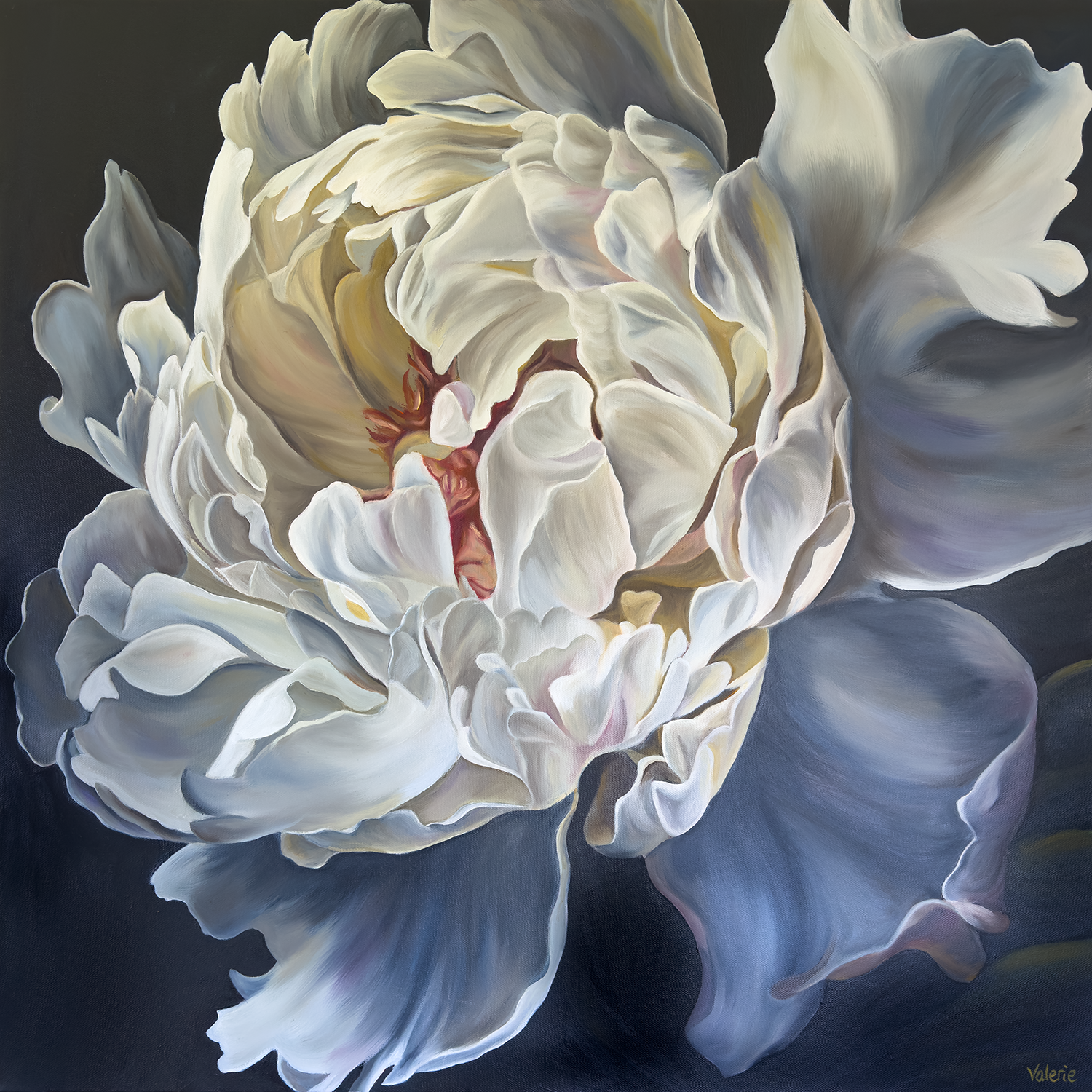 Close up of white peony with moody lighting