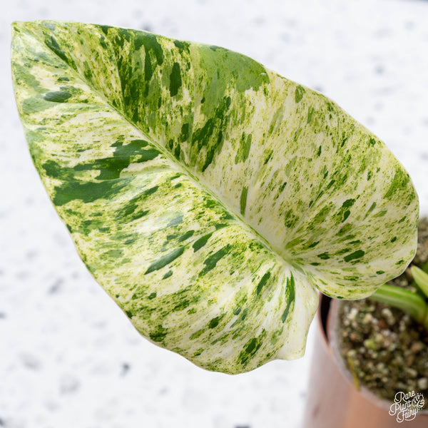 Philodendron giganteum variegated 'Blizzard' (21A) *large*