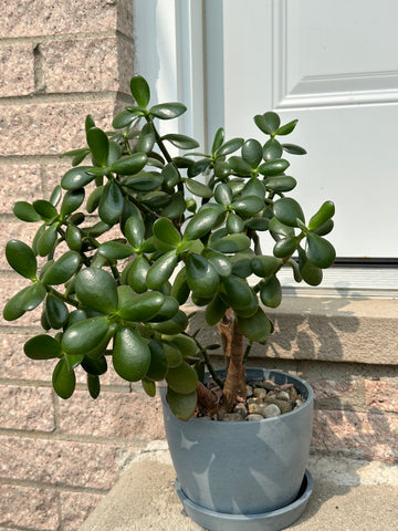 Jade plant outside on an east facing porch. It will receive direct morning light and indirect light the rest of the day.