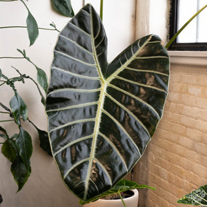 Alocasia – Rare Plant Fairy