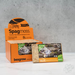 Besgrow Spagmoss 500g Premier New Zealand Sphagnum Moss – Rare Plant Fairy