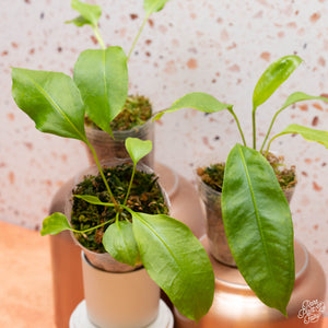 Epipremnum pinnatum 'Marble' variegated (34A) – Rare Plant Fairy