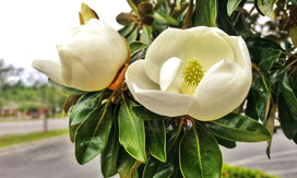 magnolia.jpg__PID:fc212f5d-257a-4c4e-9aa8-5c4d6cfc5ebe