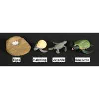 
              Life Cycle Figurines - Turtle
            