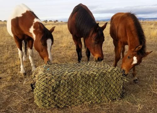 3 horses eating hay from a slow feed bale net.