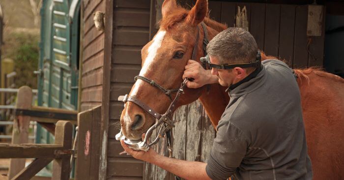 Equine dentist preparing a horse for a dental exam.