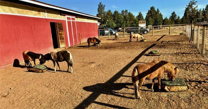 Five miniature horses eating outside from multiple Hay Pillow slow feed hay bags on the ground.
