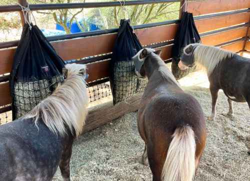 Three miniature horses eating hay from Hanging Hay PIllow slow feed hay bags.