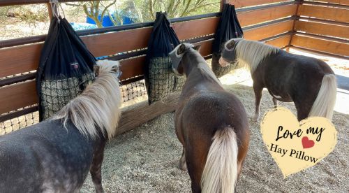 Three miniature horses eating hay from Hanging Hay Pillows