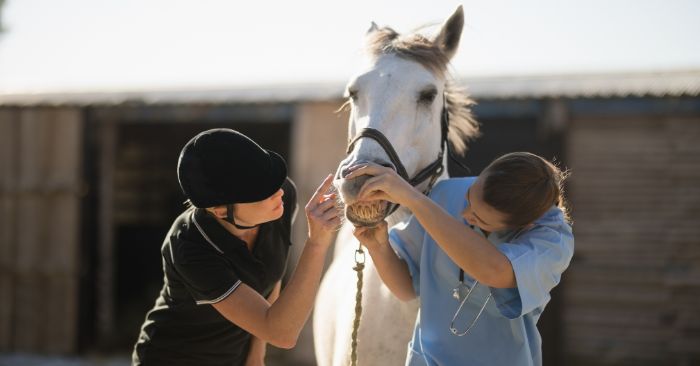 Equine veterinarian inspecting horses teeth, lips and gums for damage.