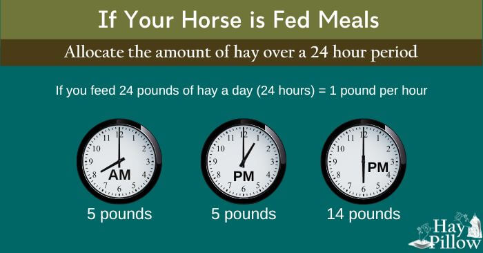 If your horse is fed meals, allocate the amount of hay fed over a 24 hour period.