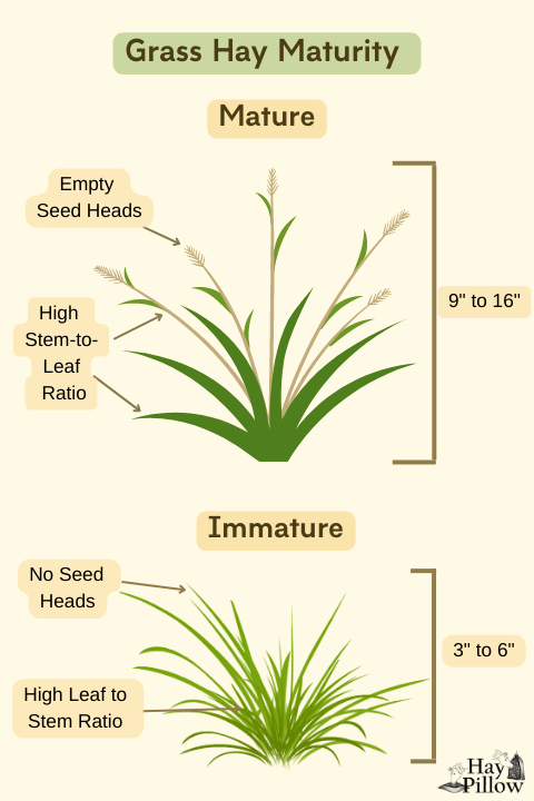 Description of mature grass hay verses immature grass hay