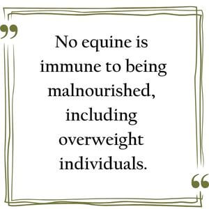 No equine is immune to being malnourished, including overweight individuals.