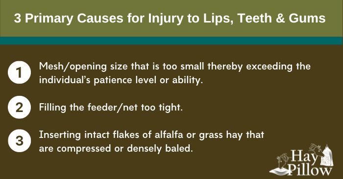 3 primary causes for horse slow feeder injury to lips, teeth and gums