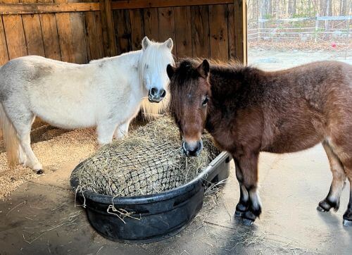 Two miniature horses in a barn eating hay from a Small Bale Net clipped in trough.